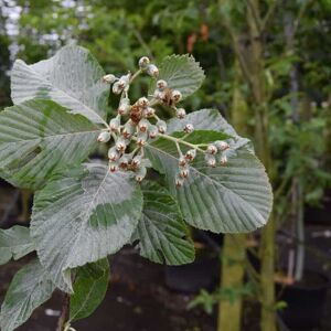 Sorbus aria 'Lutescens' 10-12 SS